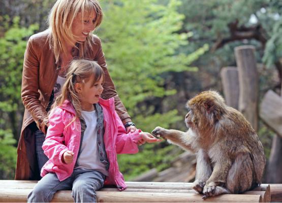 La surprenante Vallée des Singes